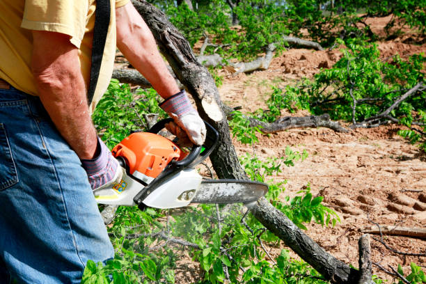 How Our Tree Care Process Works  in  Purdy, MO